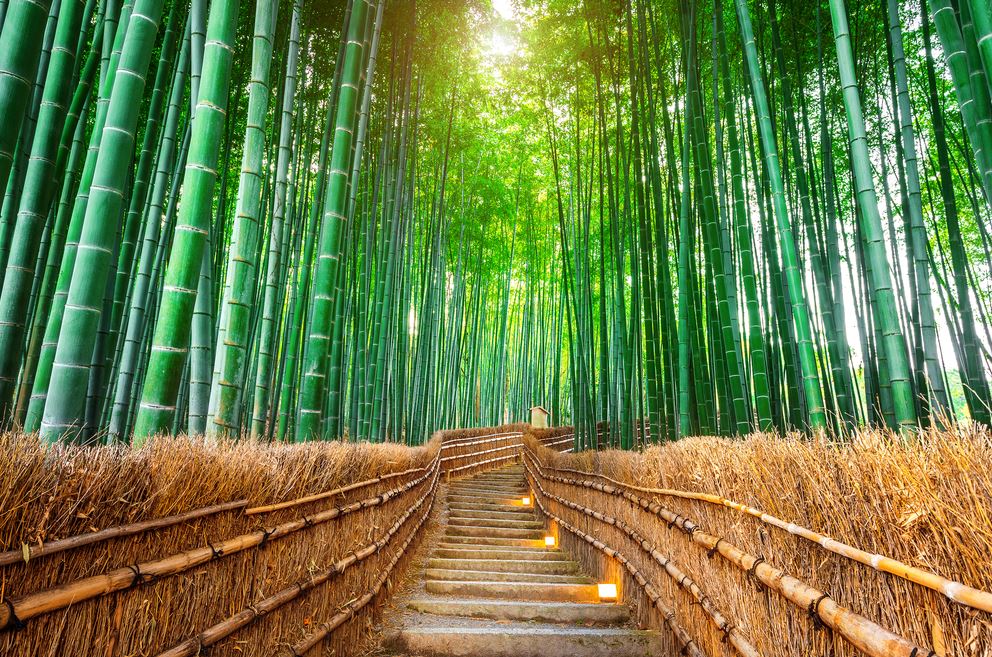 Forêt de bambou de Sagano, Japon