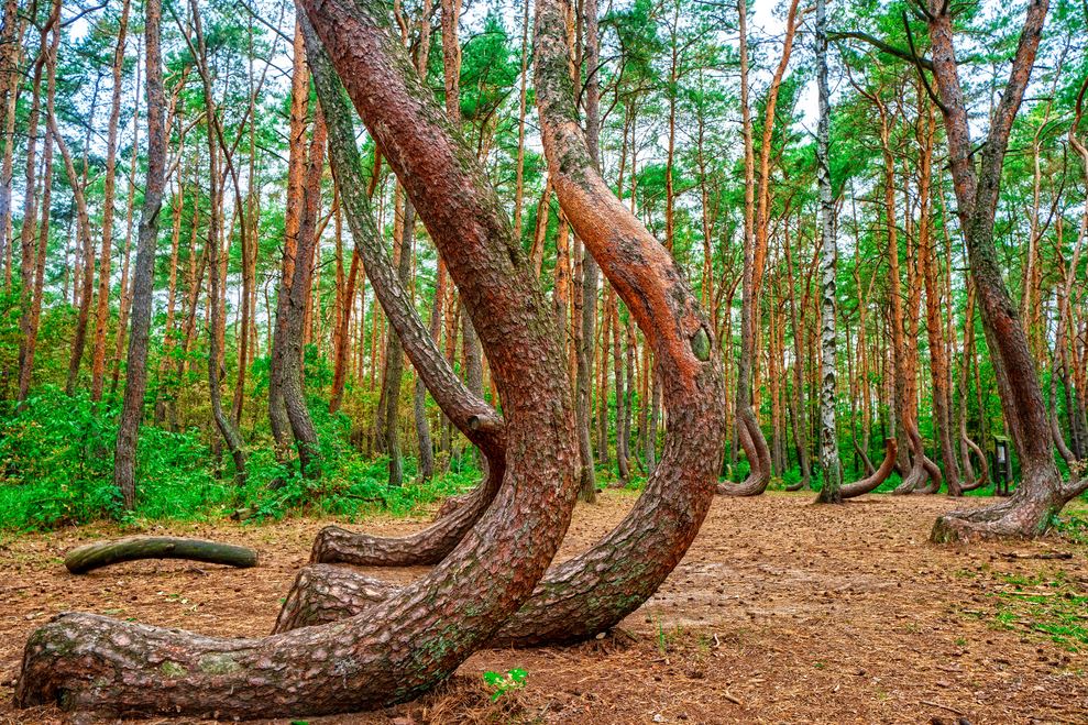 Forêt tordue (Crooked Forest), Pologne