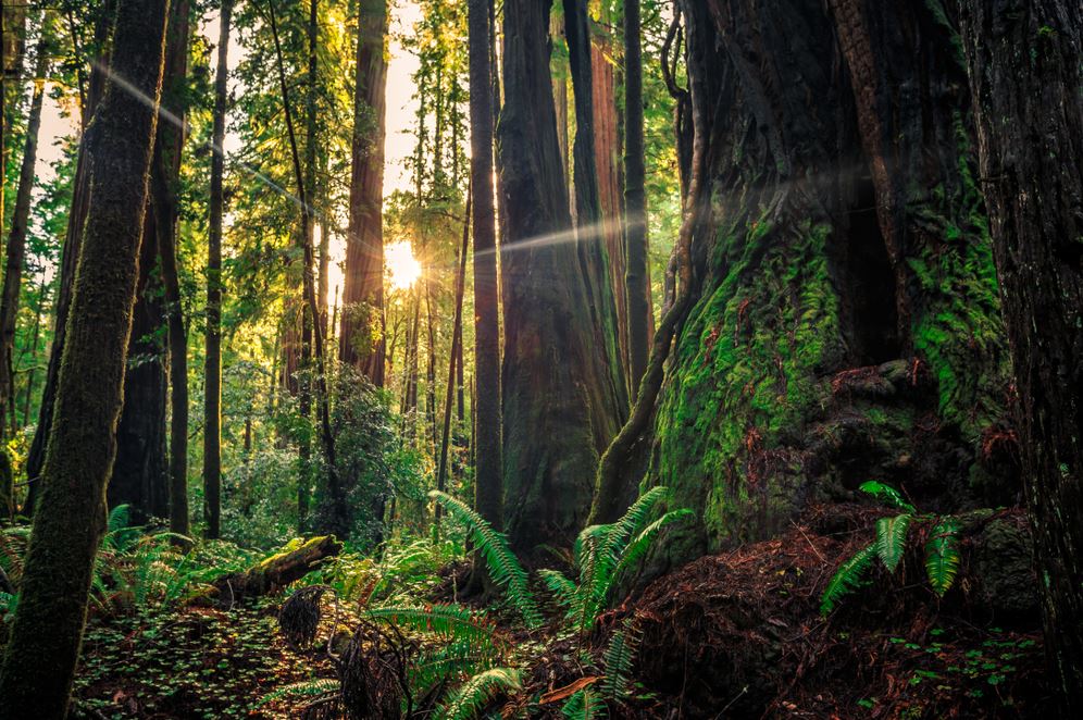 Parc national de Redwood, Californie, États-Unis