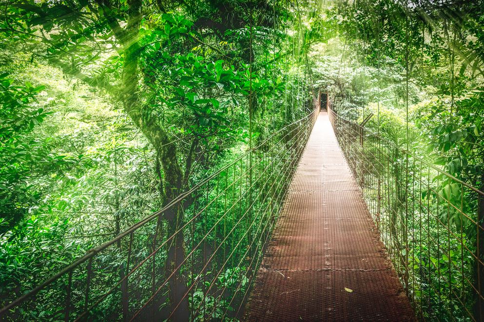 Réserve de la forêt nuageuse de Monteverde, Costa Rica